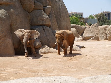 Biopark Elefanten