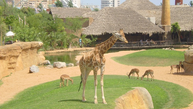 Biopark Giraffen
